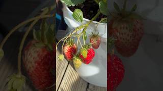 Yummy strawberry 🍓 #strawberry #fruit #fruits #healthy #yummy #fresh #garden #gardening