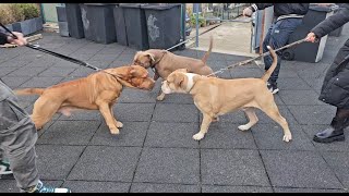 Mufassa is meeting his sons for the very first time. by Giant Bully Pitbulls Rasit Kaplan 13,733 views 5 months ago 2 minutes, 39 seconds
