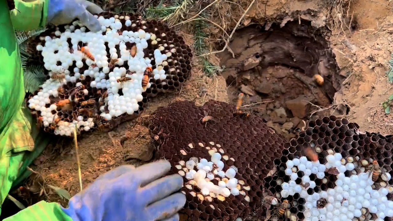 MURDER STING,ASIAN GIANT WASP NEST REMOVAL,MASSIVE VESPA — free download