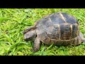 Релакс Сухопутные черепахи