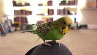 Kiwi the budgie being really chatty (talking bird)
