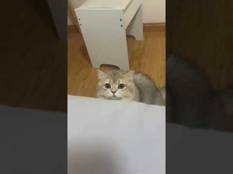 This Cat's Face Is Just Right To Be Called Fat 😳🤣 Episode 07  #petshorts  #shortsfunny#shorts