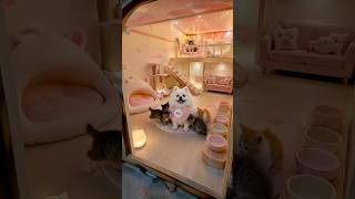 Nico built a house for many stray kittens🥰😝🤪 #smartnico #funny #pets #cute #cat