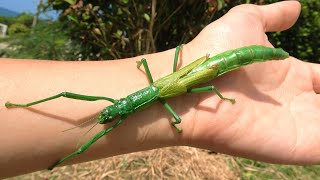 日本最大の昆虫が規格外すぎる…｜Mastu