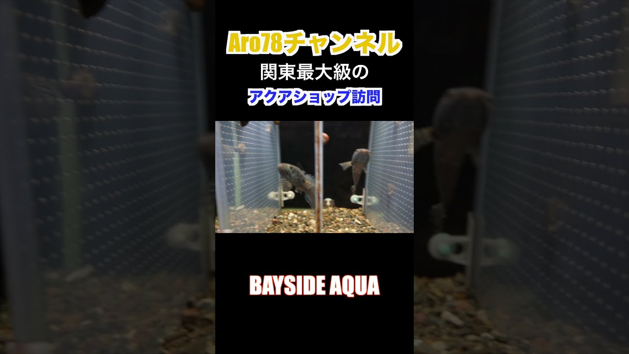 関東最大級のアクアショップ訪問 レアな大型魚 特大輸入 シャム