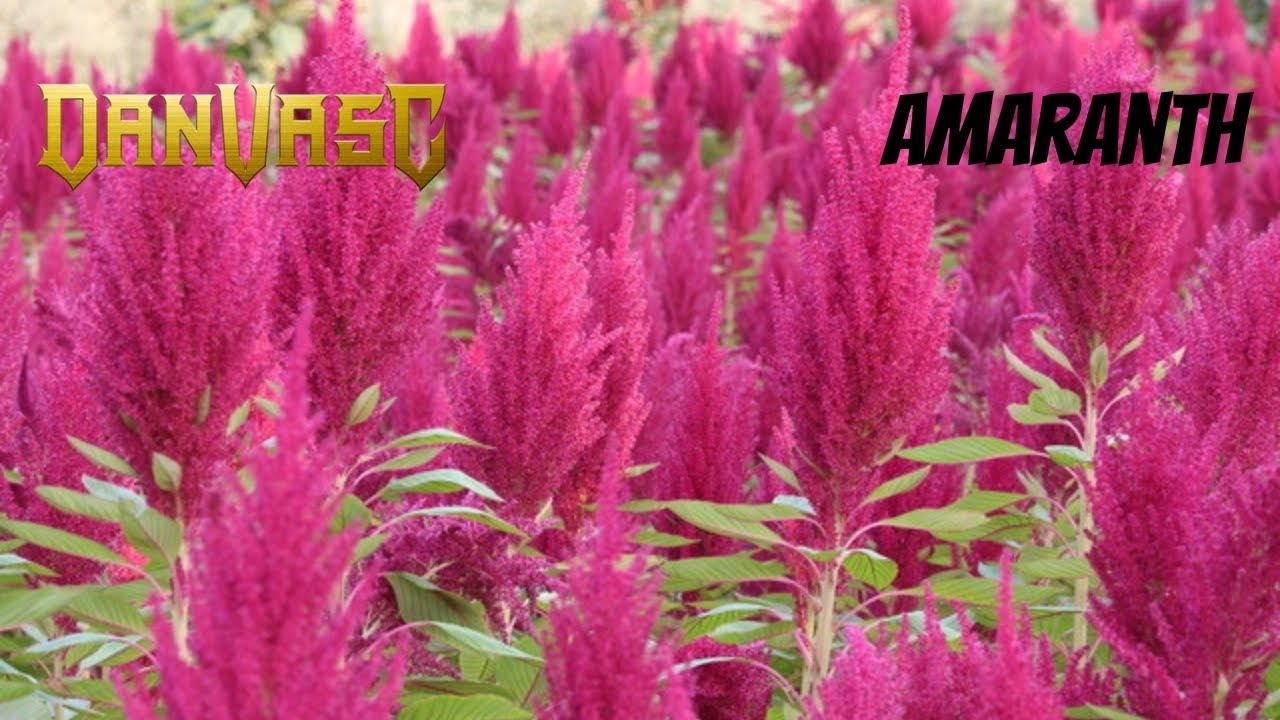 Dan Vasc - Amaranth (Nightwish Cover) [1st X Reaction]