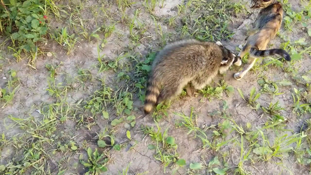 Silly Raccoon makes a Friend - YouTube