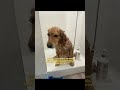 I didn’t even know there was a better way… #usa #petcare #puppy #ad #sponsored