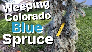 Weeping Colorado Blue Spruce- Picea Pungens “The Blues” || Planting and Info