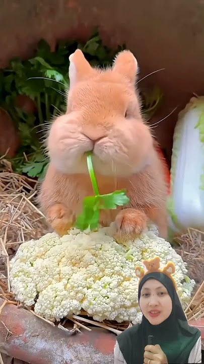 Kelinci makan buah supaya langsing #kelinci #buahbuahan #shortvideo #short