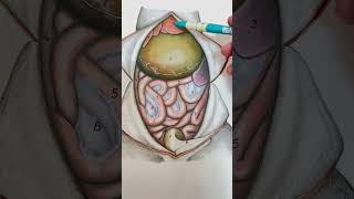 Vísceras de um cão - vista ventral