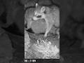 Sibling Racoons! They All Want the Water Bowl! #pennsylvania #cute #raccoon #raccoons #cuteanimals