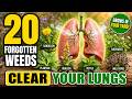 20 Forgotten Weeds That Will Clear Your Lungs Instantly