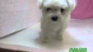 【ペットショップ エンゼル】お薦めの子犬・子猫 1105053.mpg