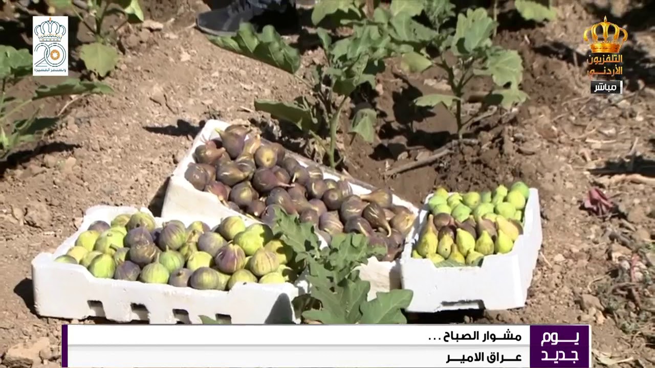 يوم جديد  مشوار الصباح  مزارع التين