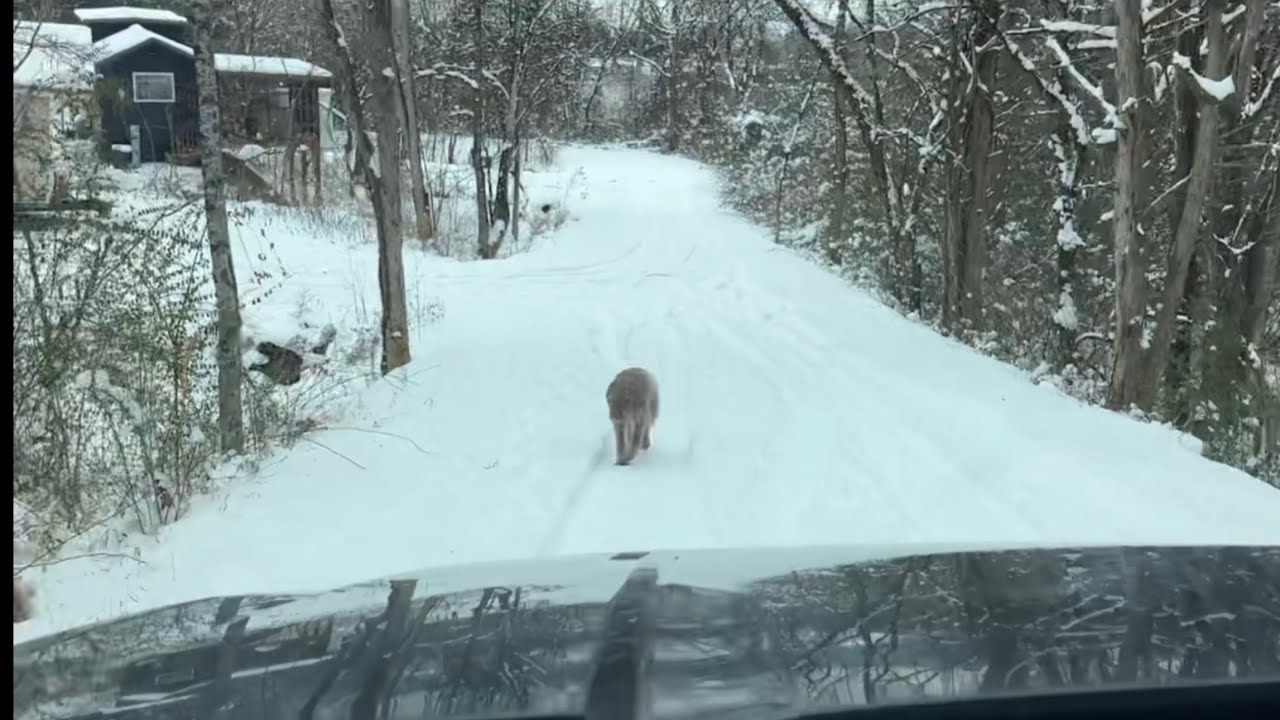 FROZEN 🥶 Tiny Home Tennessee Community & County Roads Still packed with ...