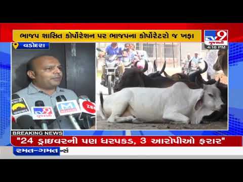 Vadodara Mayor Keyur Rokadia assures action over stray cattle nuisance | TV9News