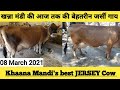 khaana Pashu mandi |Best Jarsi Cow's|खन्ना पशु म॔डी|सुपर गाय| mandi Dabwali|मंडी डबवाली|HF|sahiwal