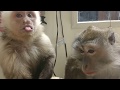 Monkey Cuteness Overload