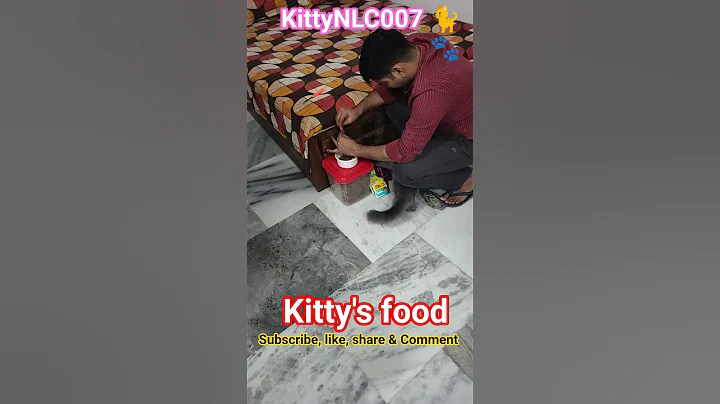 Video 11713001: tabby cat persian, stray cat, kitten sweet cat, kitty cat, cat meowing, cat food, adorable cats