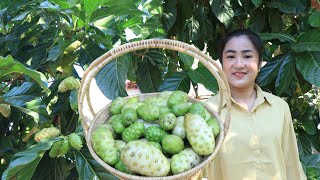 Have You Ever Grown Noni Tree Around Home? / Collect Vegetable A Round Home For My Recipe