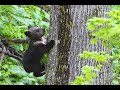 ヒグマのストック動画出しちゃいます