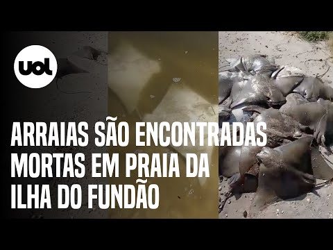 Dezenas de arraias são encontradas mortas em praia da Ilha do Fundão, no Rio; veja