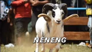 NENENG Musik Nayaga Pamidangan Domba Musik Hits Sunda Versi Bajidoran ( mp3 )