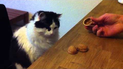 Shell game gambling and winning Cat | Katze gewinnt beim Hütchenspiel | Chat qui joue au bonneteau