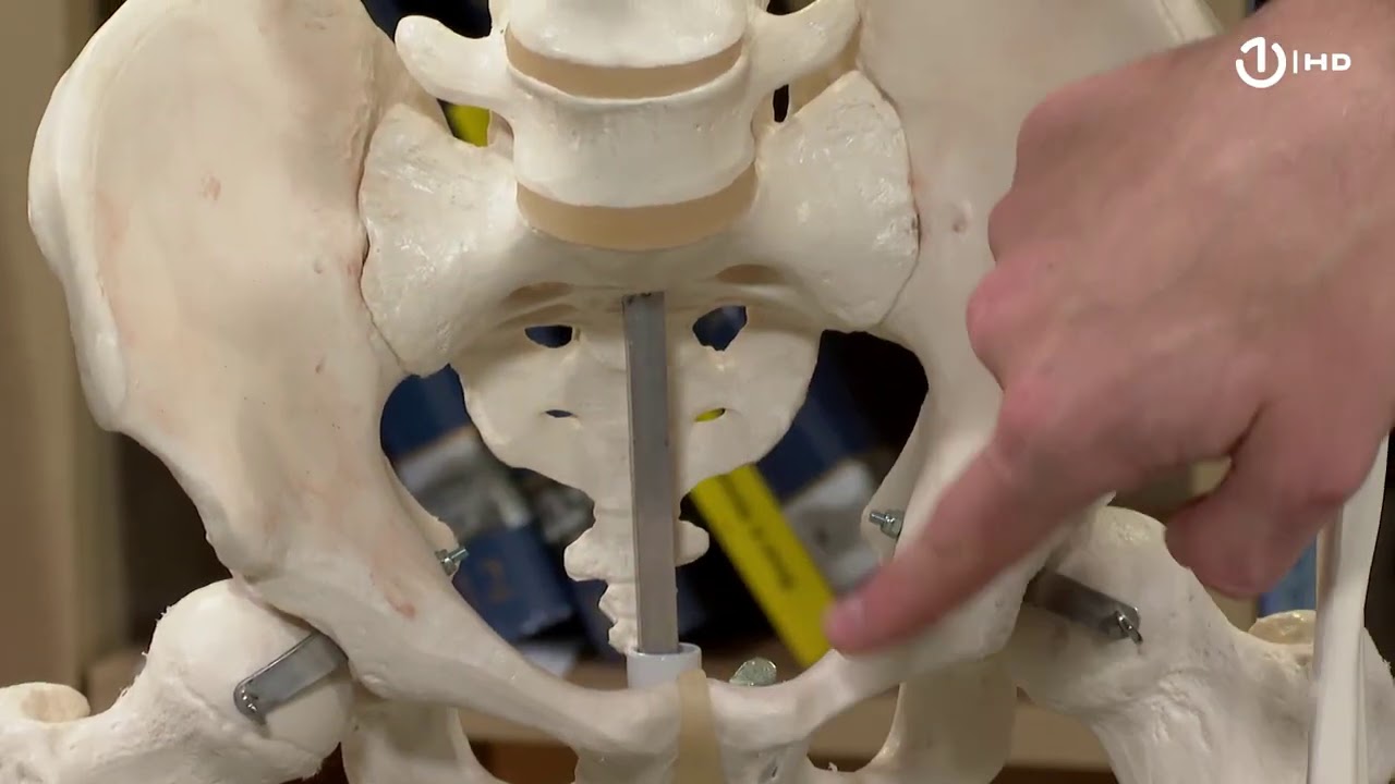 Domaća zadaća za 9. razred: Biologija - Kostur čovjeka