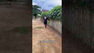 No Bricks, No Wire, Just Cassava as a Fence