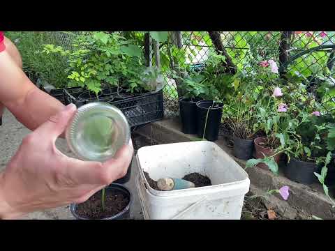 Видео: 3 начина за отглеждане на Opuntia