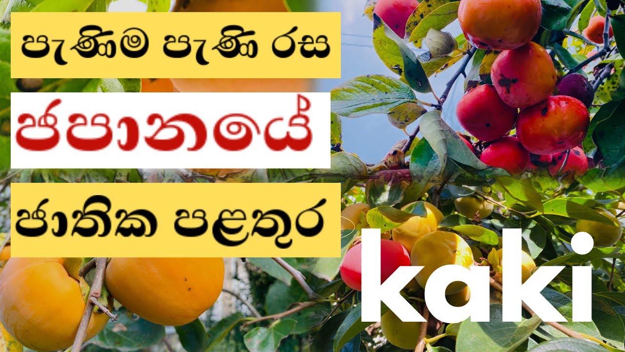 මී පැණි වගේ රසම රස ජපානයේ ජාතික පළතුර | 'Kaki' Japans' National Fruit 🇯🇵