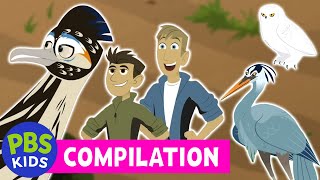 wild kratts ultimate birds compilation pbs kids