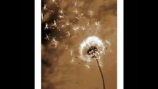 Bồ Công Anh - Lil'Shady