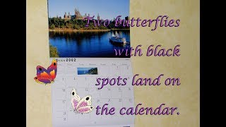 Butterfly Tears《蝴蝶淚》