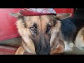 My first Vlog 🐕गरीब के घर में German shepherd dog chiku की life