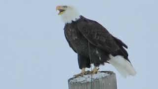 EAGLE SCREECH  THIS IS THE SOUND OF AMERICA