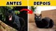 O Mistério Fascinante dos Gatos Pretos: Lendas, Mitos e Fatos ile ilgili video