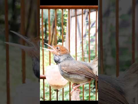 prenjak ngalun #sarjanakicau #prenjakngalun #prenjaktamu