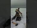 Absolute GATOR on the ice!! #icefishing #northernpike #saskatchewan