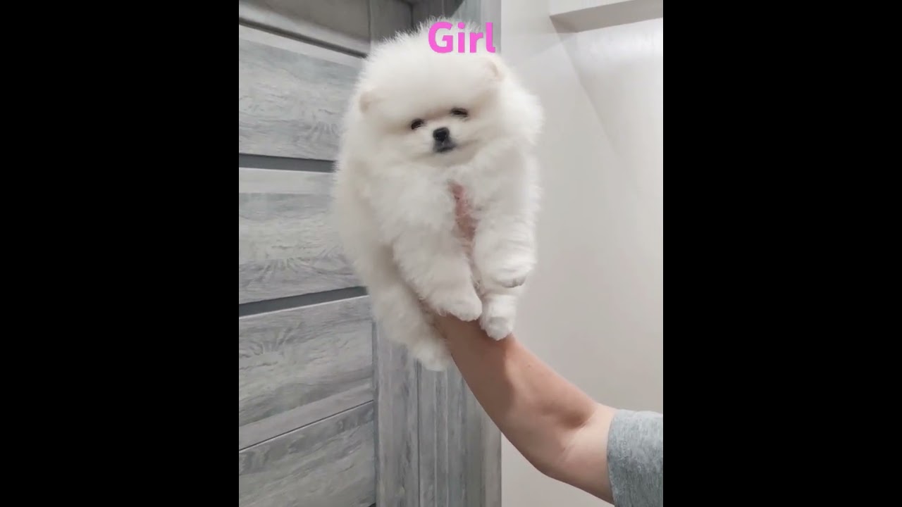 Girl pomeranian-spitz 