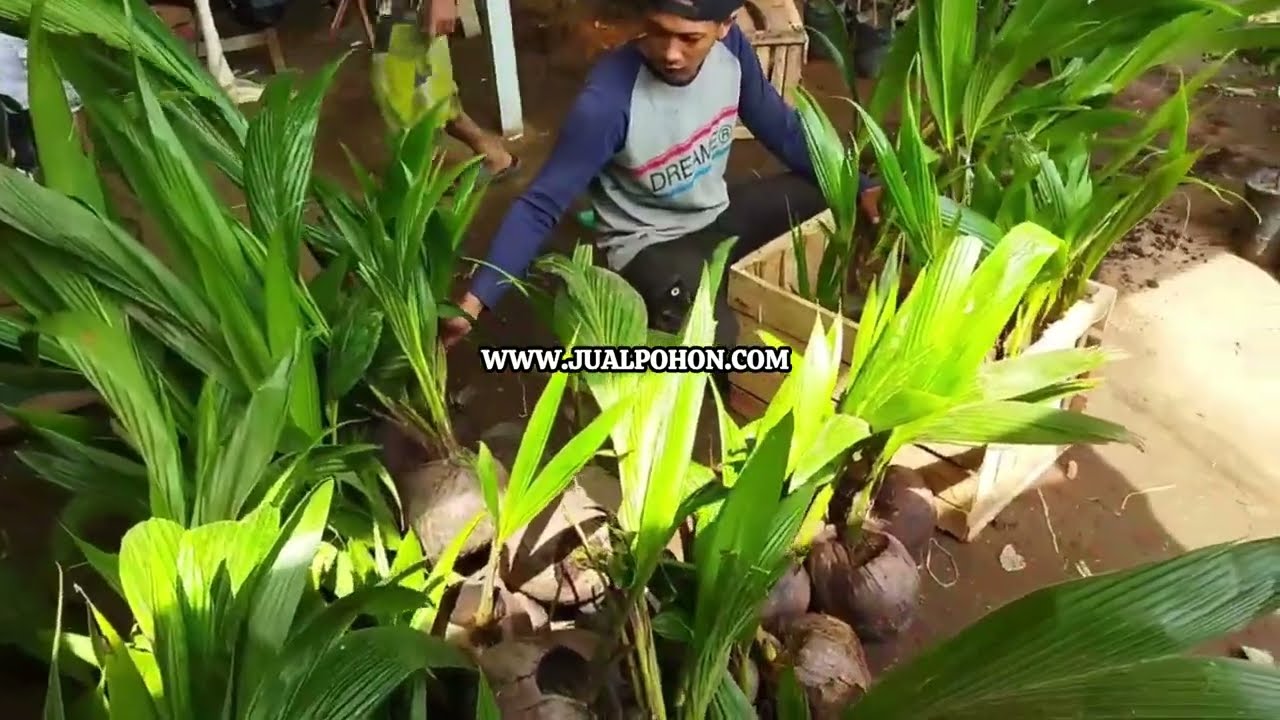 Jual Bibit Kelapa Genjah Entog Super Berkualitas (Proses Packing)
