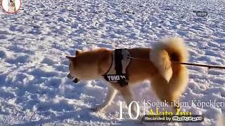 Download Lagu Top 10 soğuk iklim köpekleri MP3