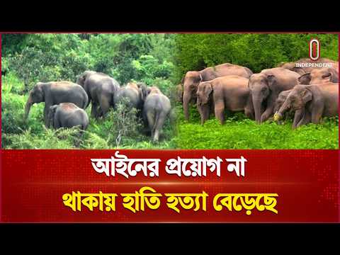 আইনের প্রয়োগ না থাকায় বাড়ছে হাতি হ ত্যা | Elephant Protection | Independent TV