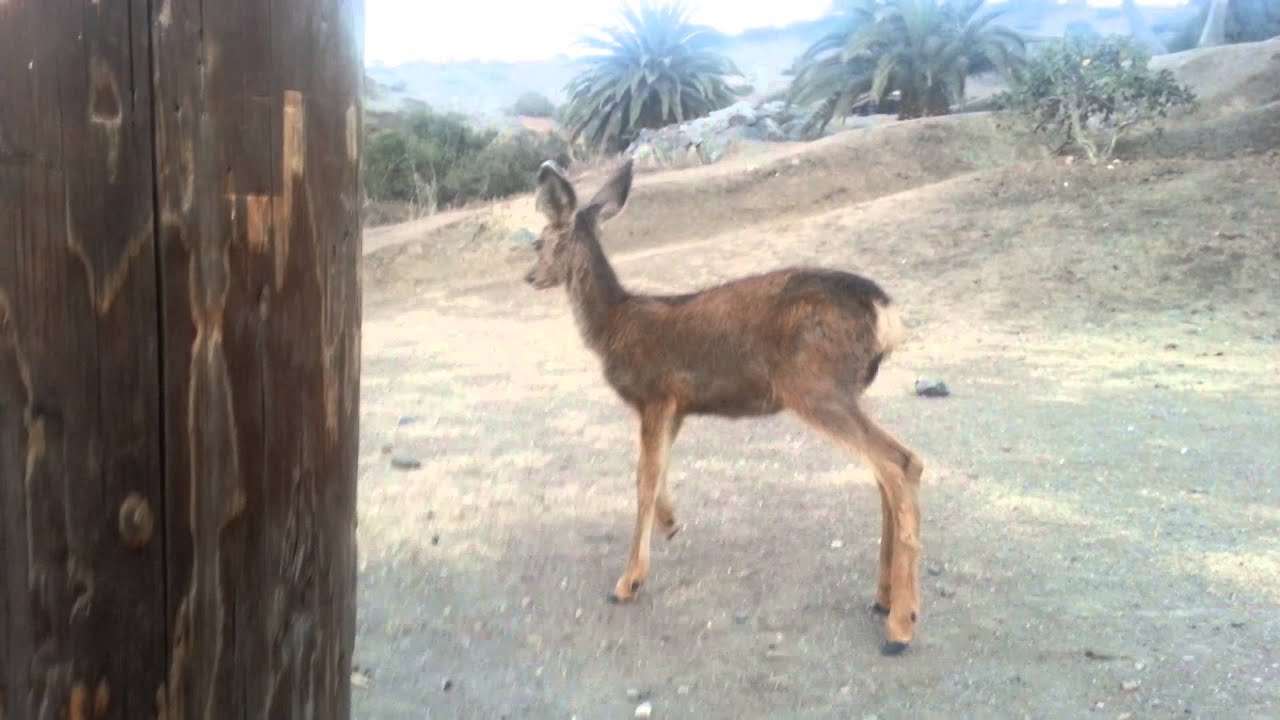 Deer love Doritos YouTube