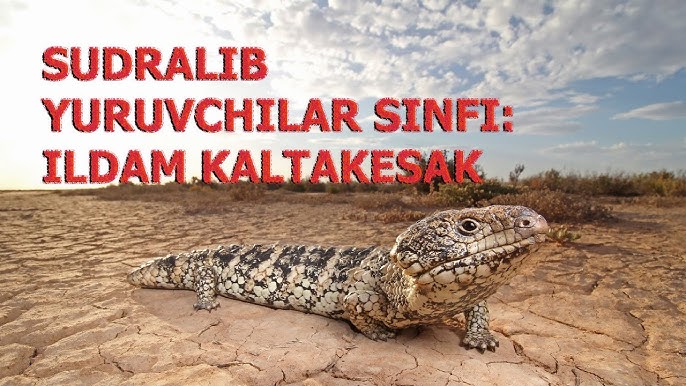 Yosh erkaklar porno fotosuratlar bilan etuk ayollar Vaginal klitoral stimulyator