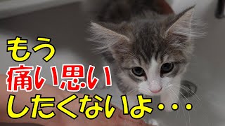 子猫の足の洗い方【引っかかれずに猫の足を洗う方法】How to wash a kitten's paw