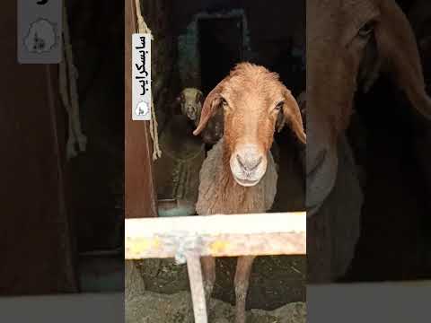 گوسفندان داخل شهر ما Short