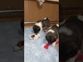 American akita puppy 1 months